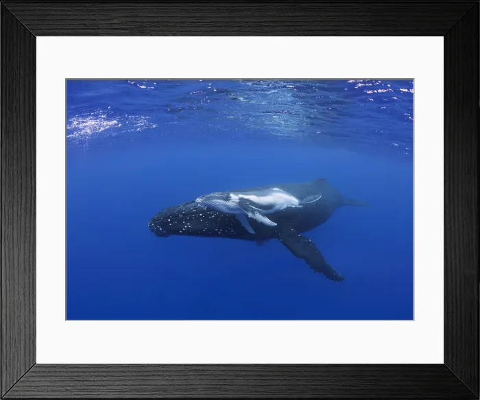 Framed Print : Humpback whale calf with mother Framed Print : Humpback whale calf with mother