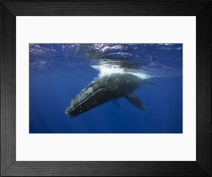 Framed Print : Humpback Whale Pass