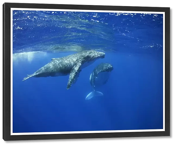 Humpback whale calf with mother
