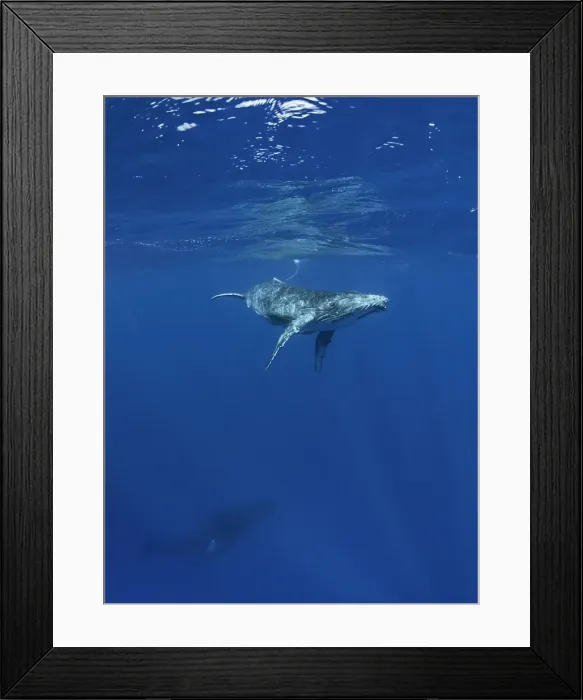 Framed Print : Humpback Whale Calf