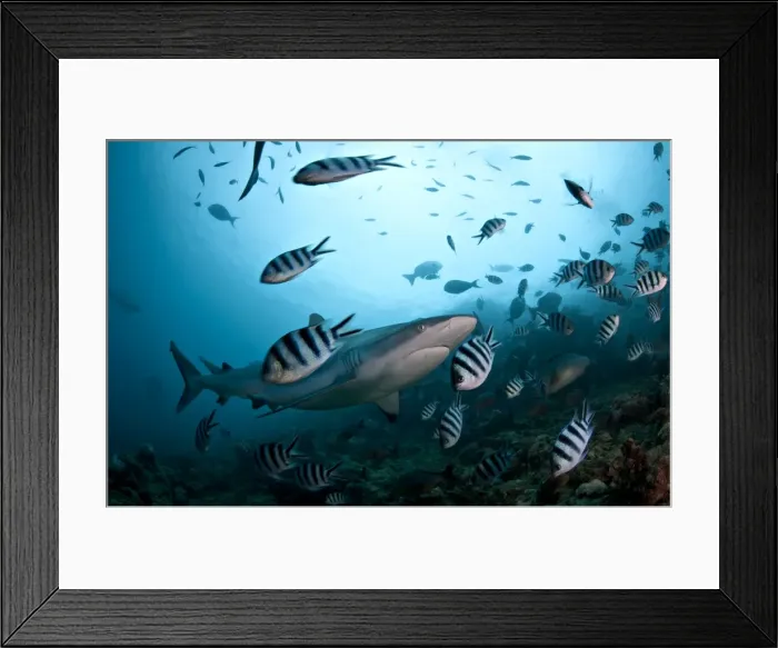 Framed Print : Grey Reef Shark with Damsel Fish