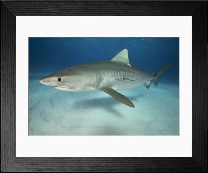 Framed Print : Tiger shark on white sand beach