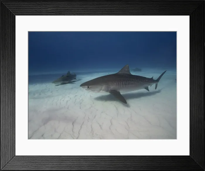 Framed Print : Tiger shark on white sand beach