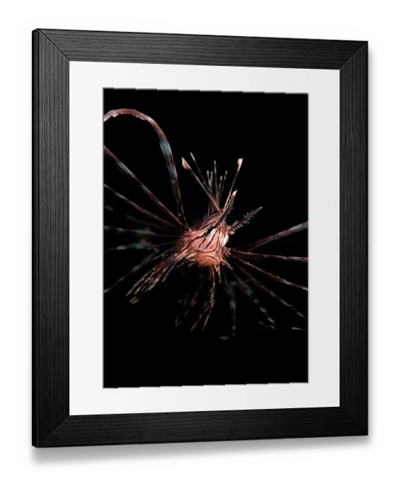 Framed Print : Lionfish at night
