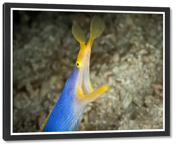 Blue ribbon eel at Wakatobi