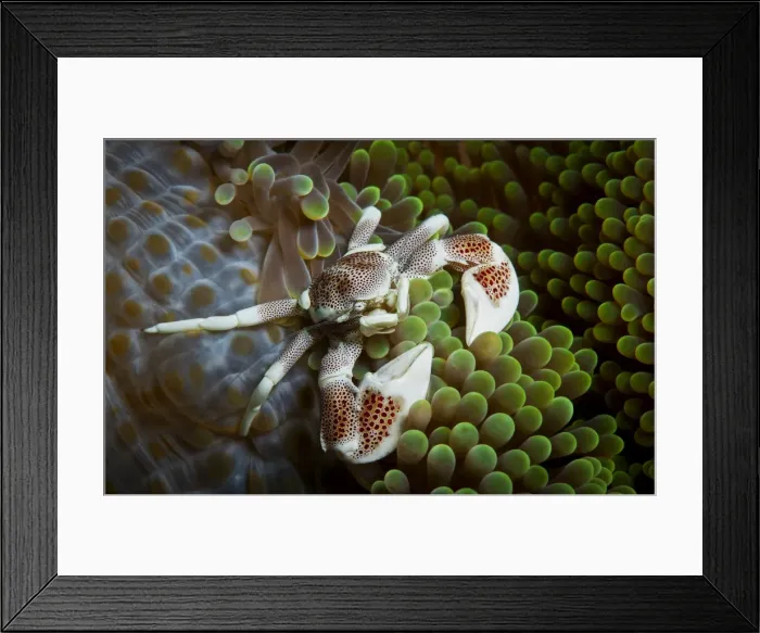 Framed Print : Porcelain crab on anemone Framed Print : Porcelain crab on anemone