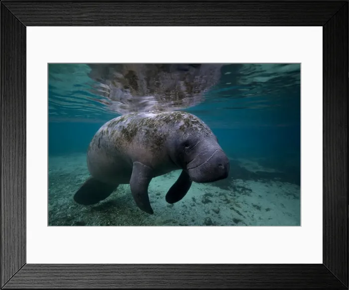 Framed Print : Manatee at crystal river in Florida