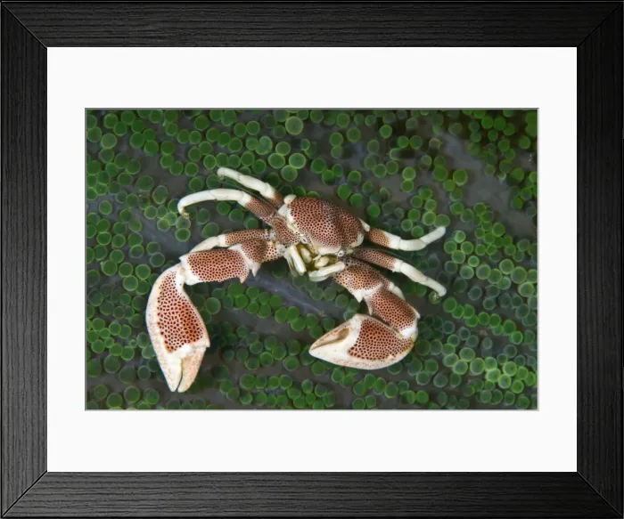 Framed Print : Porcelain crab in an anemone Framed Print : Porcelain crab in an anemone