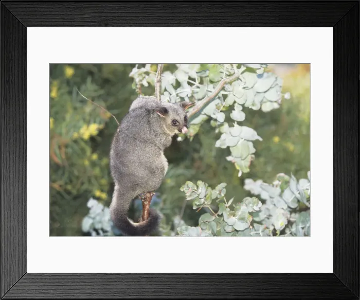 Framed Print : Common brushtail possum (Trichosurus vulpecula) in tree, Australia Framed Print : Common brushtail possum (Trichosurus vulpecula) in tree, Australia