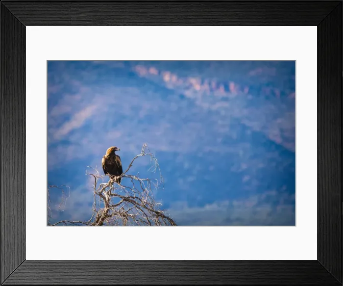Framed Print : Wedge Tail Eagle