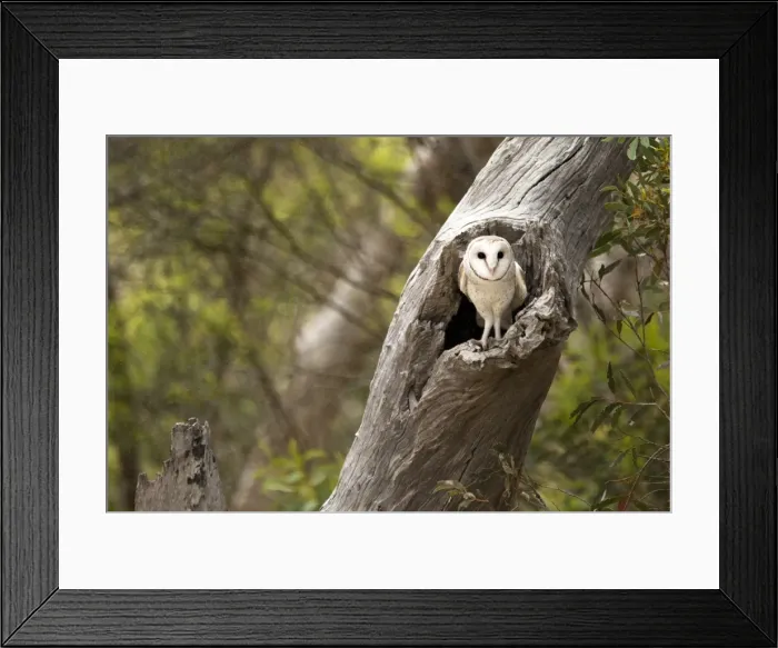 Framed Print : Barn Owl. A owl sitting on an old tree