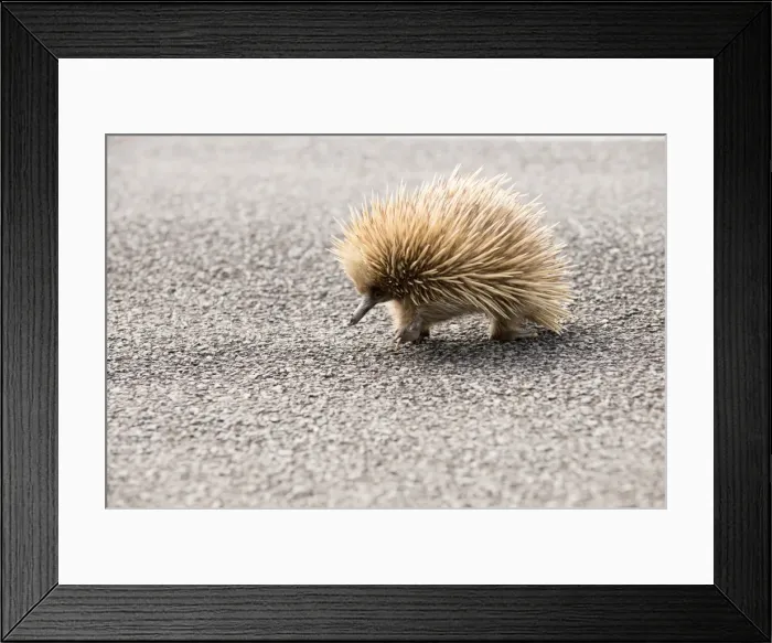 Framed Print : Echidna. crossing a main highway on Kangaroo Island