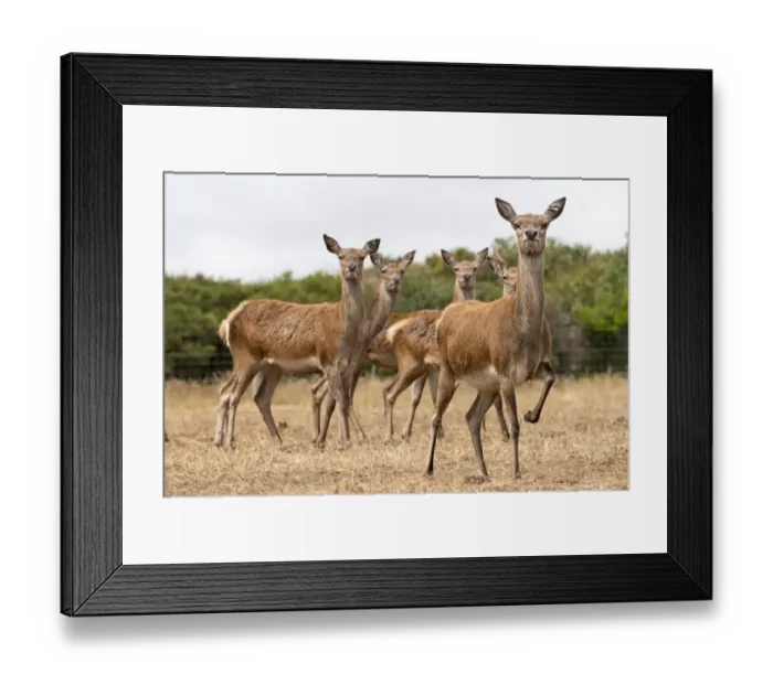 Framed Print : Red Deer. waiting to be fed Framed Print : Red Deer. waiting to be fed