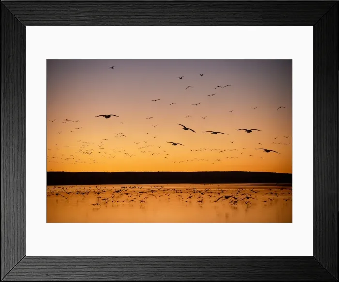 Framed Print : Lake Hope. many varieties of birds fly back to roost for the night safely away Framed Print : Lake Hope. many varieties of birds fly back to roost for the night safely away