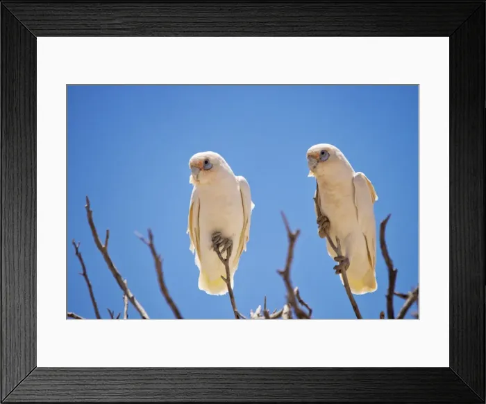Framed Print : Corellas. 2 birds sitting in a tree in the outback