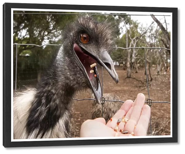 Hungry Emu