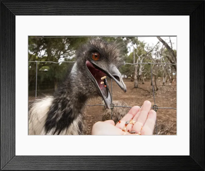 Framed Print : Hungry Emu Framed Print : Hungry Emu