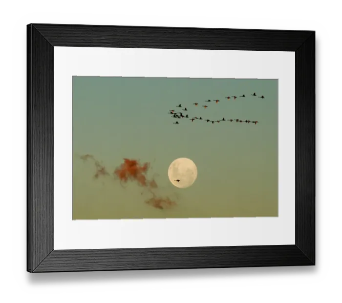 Framed Print : Loner. A flock of swans fly over head against a full moon Framed Print : Loner. A flock of swans fly over head against a full moon