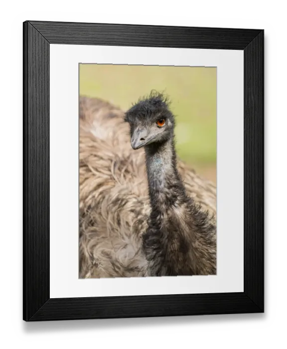 Framed Print : Emu. tight crop on an emu sitting down on the ground