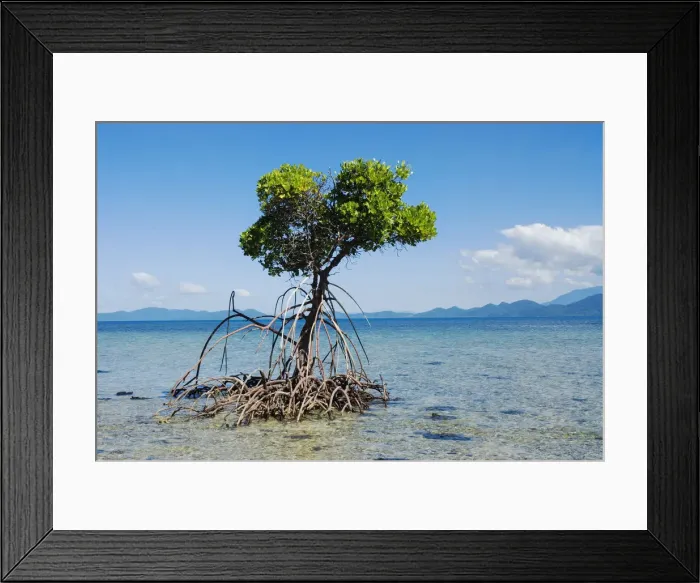 Framed Print : Mangroves roots in sea water