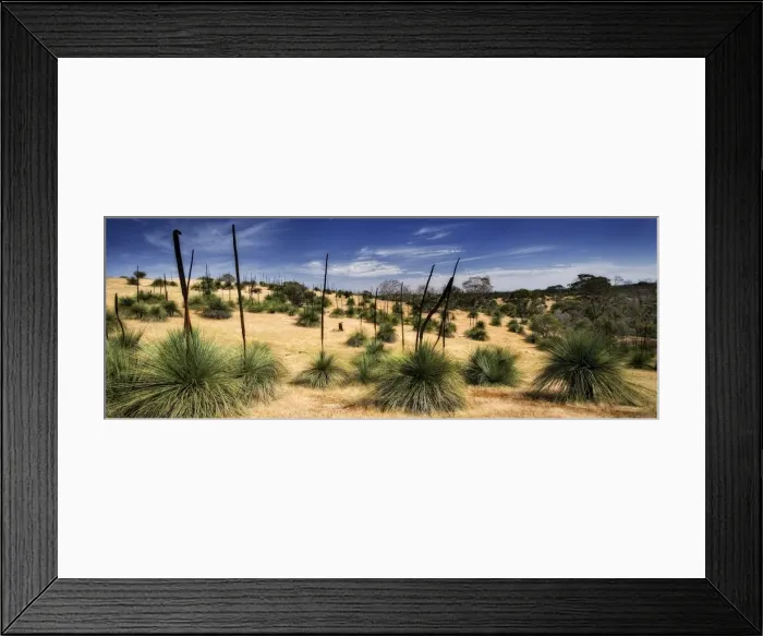 Framed Print : Grass trees Kanagaroo Island South Australia Framed Print : Grass trees Kanagaroo Island South Australia