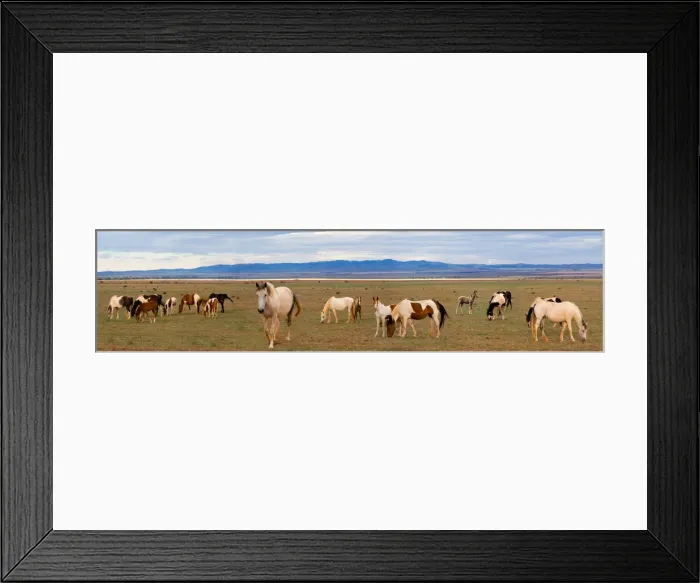 Framed Print : Horses grazing in paddock Framed Print : Horses grazing in paddock