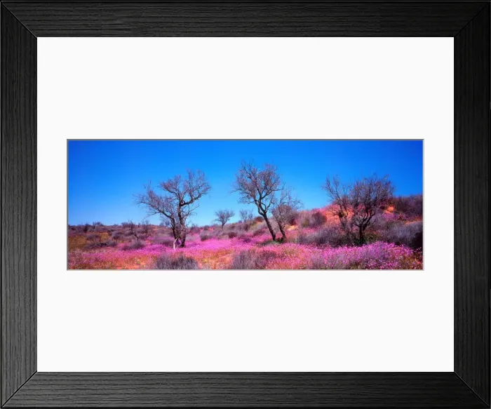 Framed Print : Wildflowers roxby downs