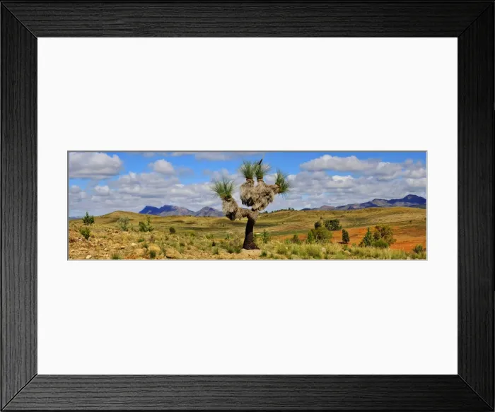 Framed Print : Giant Blackboy Flinders Ranges SA Framed Print : Giant Blackboy Flinders Ranges SA