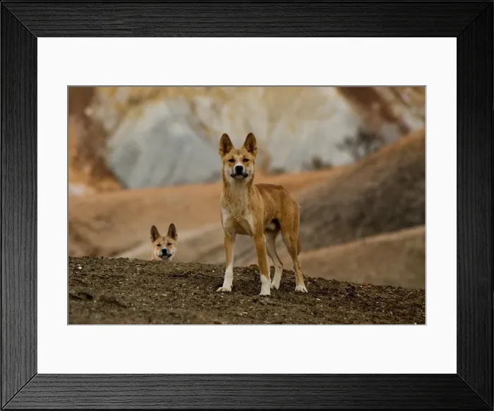 Framed Print : Dingos in the Painted Desert SA