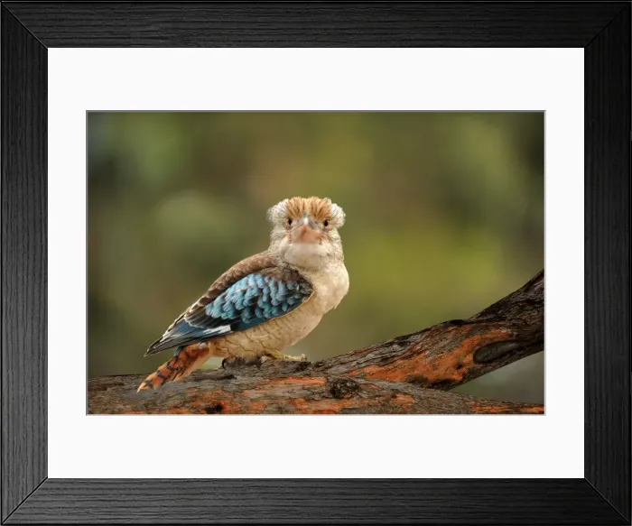 Framed Print : Kookaburra on tree Framed Print : Kookaburra on tree