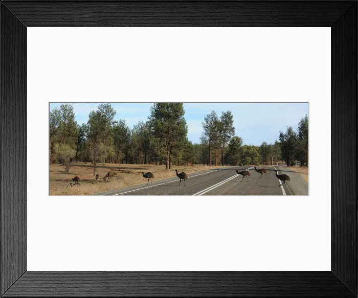 Framed Print : Emus crossing the road