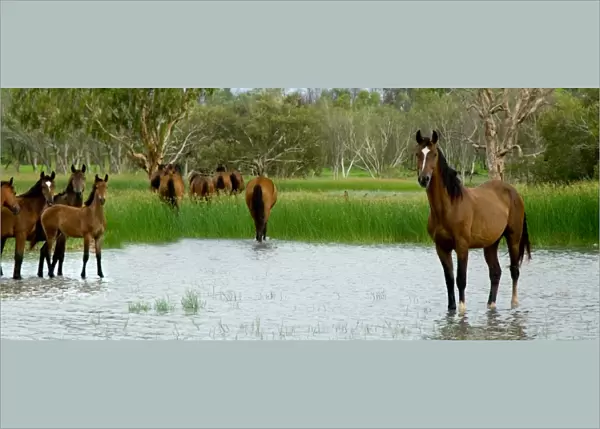 Stallion mares and foals