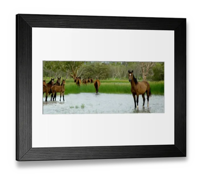 Framed Print : Stallion mares and foals