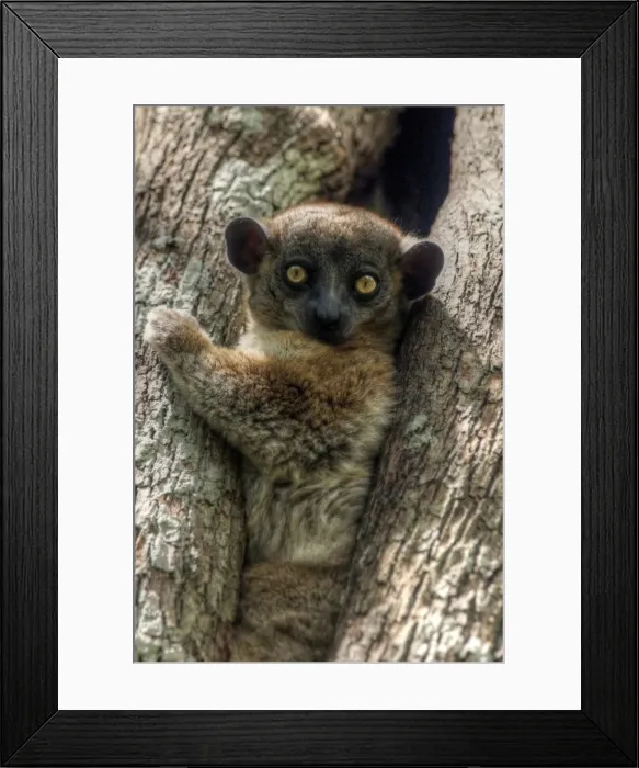 Framed Print : Madagascar tiny lemur looking at camera