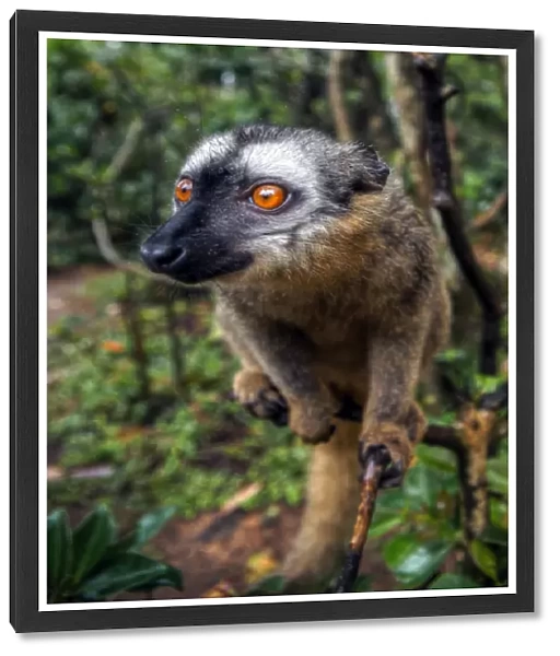 Madagascar lemur face close up