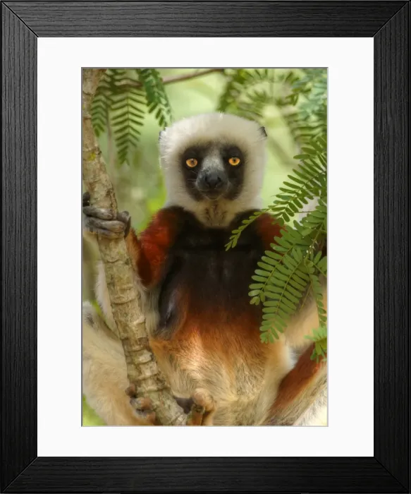 Framed Print : Madagascar Diademed Lemur portrait