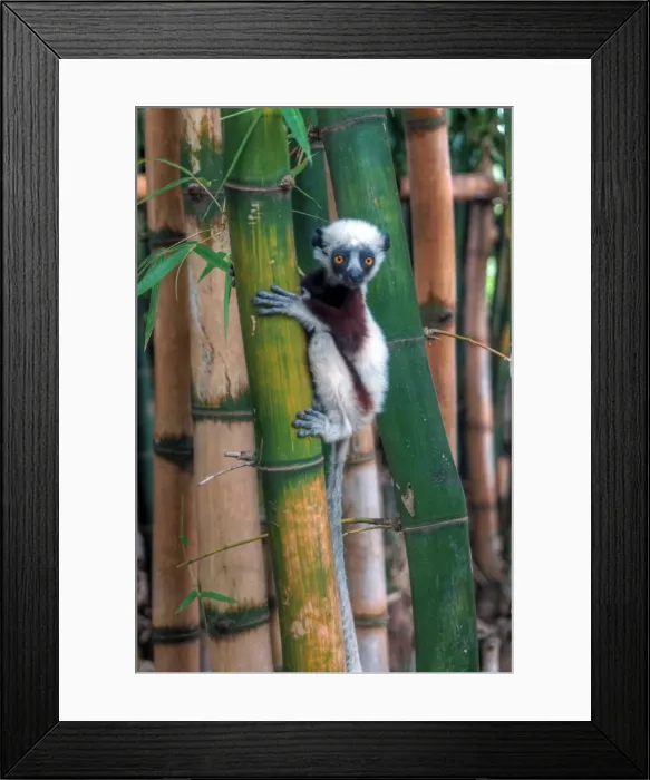 Framed Print : Madagascar Sifaka baby lemur Framed Print : Madagascar Sifaka baby lemur
