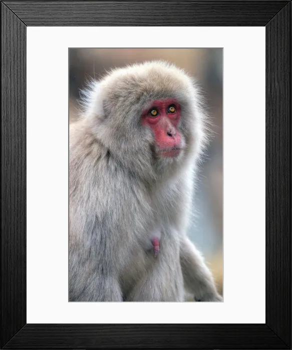 Framed Print : Japanese snow monkey Framed Print : Japanese snow monkey