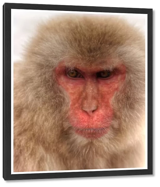 Japanese Snow Monkey portrait