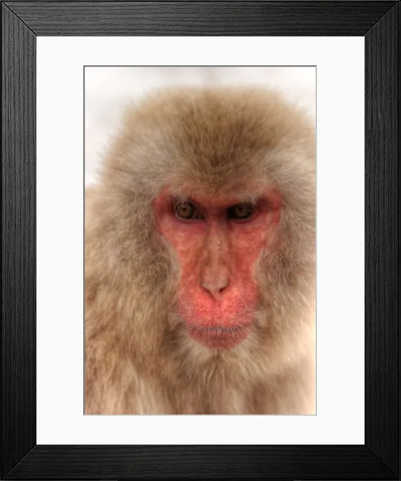 Framed Print : Japanese Snow Monkey portrait