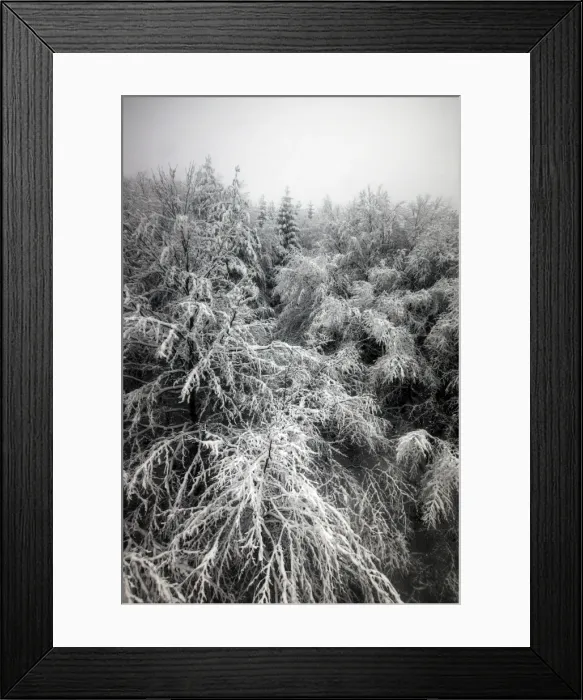 Framed Print : Rila Mountains pine trees covered in snow Framed Print : Rila Mountains pine trees covered in snow