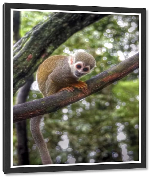 Amazon squirrel monkey baby