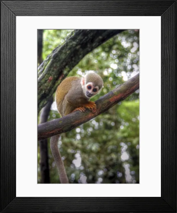 Framed Print : Amazon squirrel monkey baby