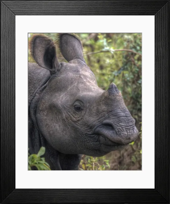 Framed Print : One-horned rhinoceros Chitwan National Park, Nepal Framed Print : One-horned rhinoceros Chitwan National Park, Nepal