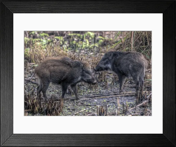 Framed Print : Wild boars of Chitwan National Park, Nepal Framed Print : Wild boars of Chitwan National Park, Nepal