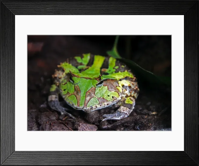 Framed Print : Amazon rainforest green toad frog close up Framed Print : Amazon rainforest green toad frog close up
