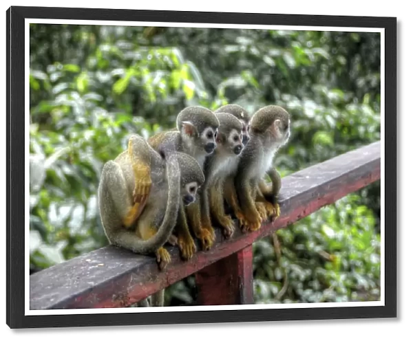 Amazon monkey family sitting together