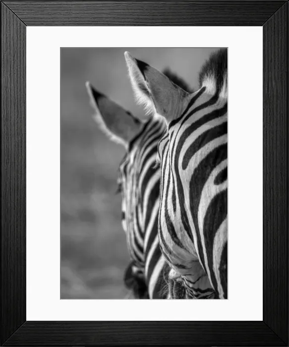 Framed Print : Namibian safari zebra patterns b&w Framed Print : Namibian safari zebra patterns b&w