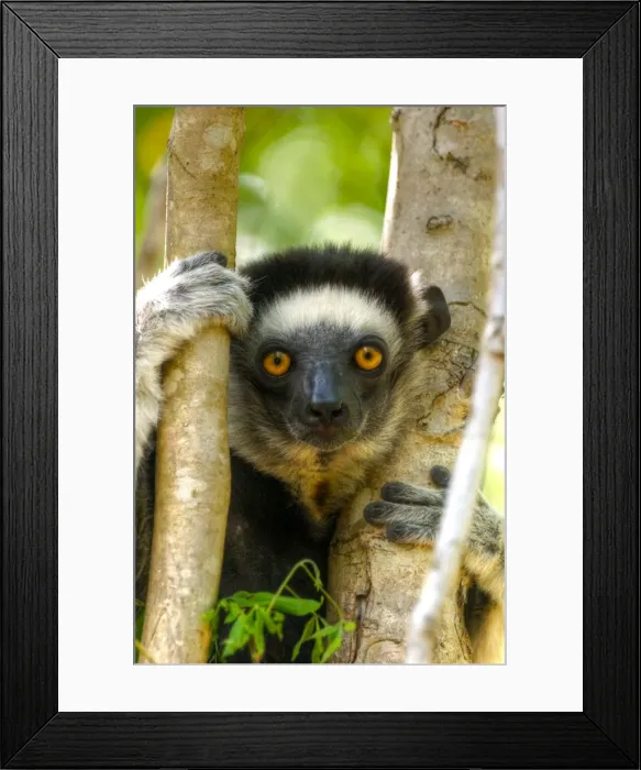 Framed Print : Madagascar lemur close up eye contact