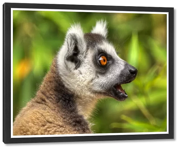 Madagascar Ring-Tailed Lemur close up
